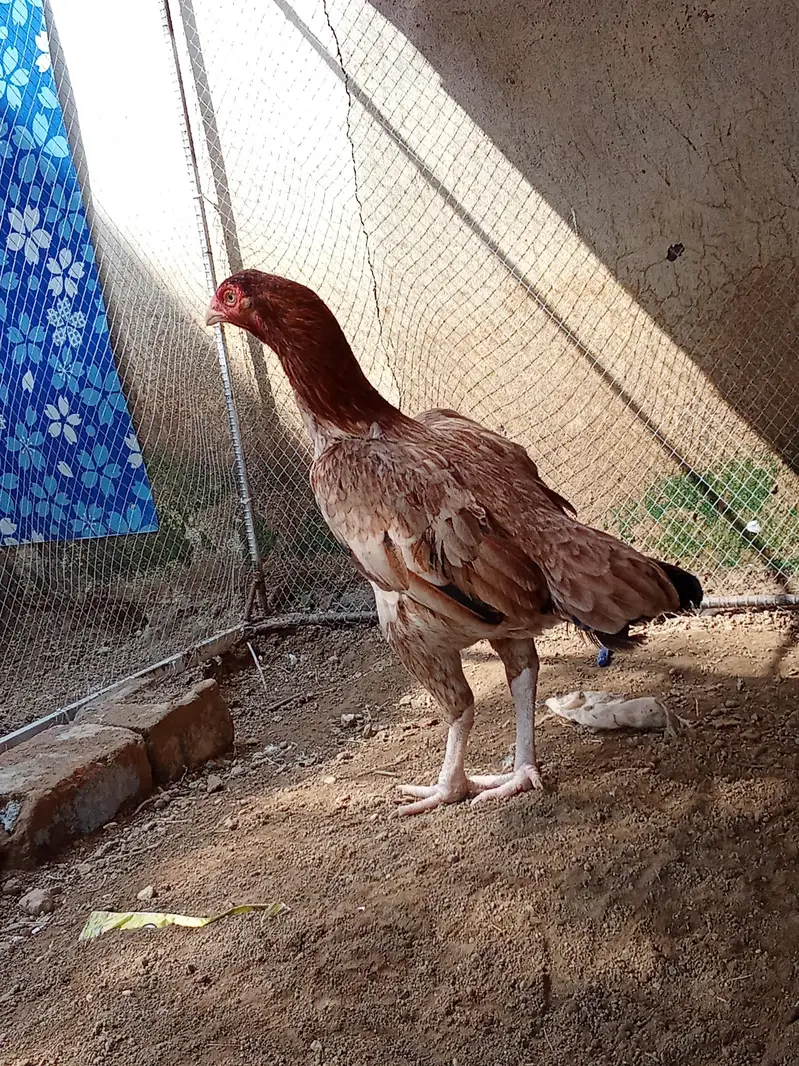 morga or morgi for sale hn morga ki price 8 hzr ha or morgi ki 4000 — photo 3