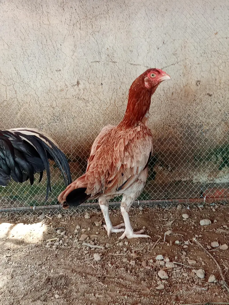 morga or morgi for sale hn morga ki price 8 hzr ha or morgi ki 4000 — photo 4