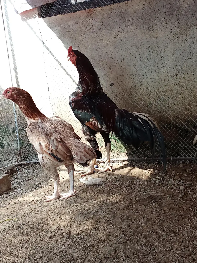 morga or morgi for sale hn morga ki price 8 hzr ha or morgi ki 4000 — photo 5