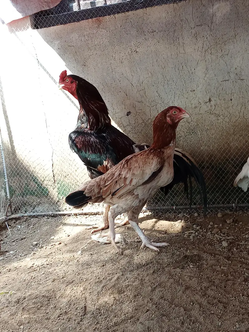 morga or morgi for sale hn morga ki price 8 hzr ha or morgi ki 4000 — photo 6