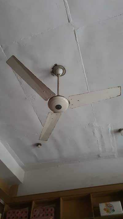 Fan's