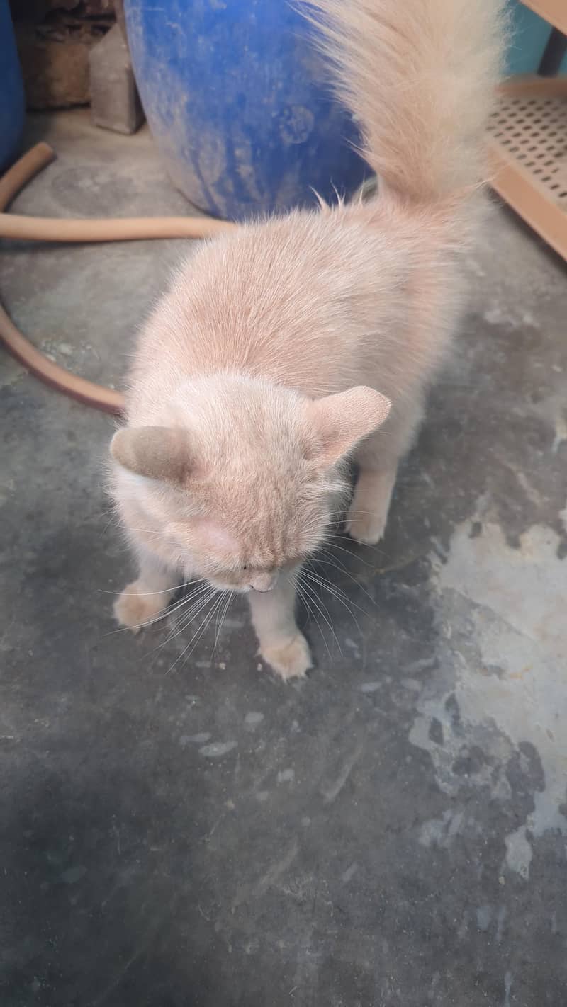 cat available 0
