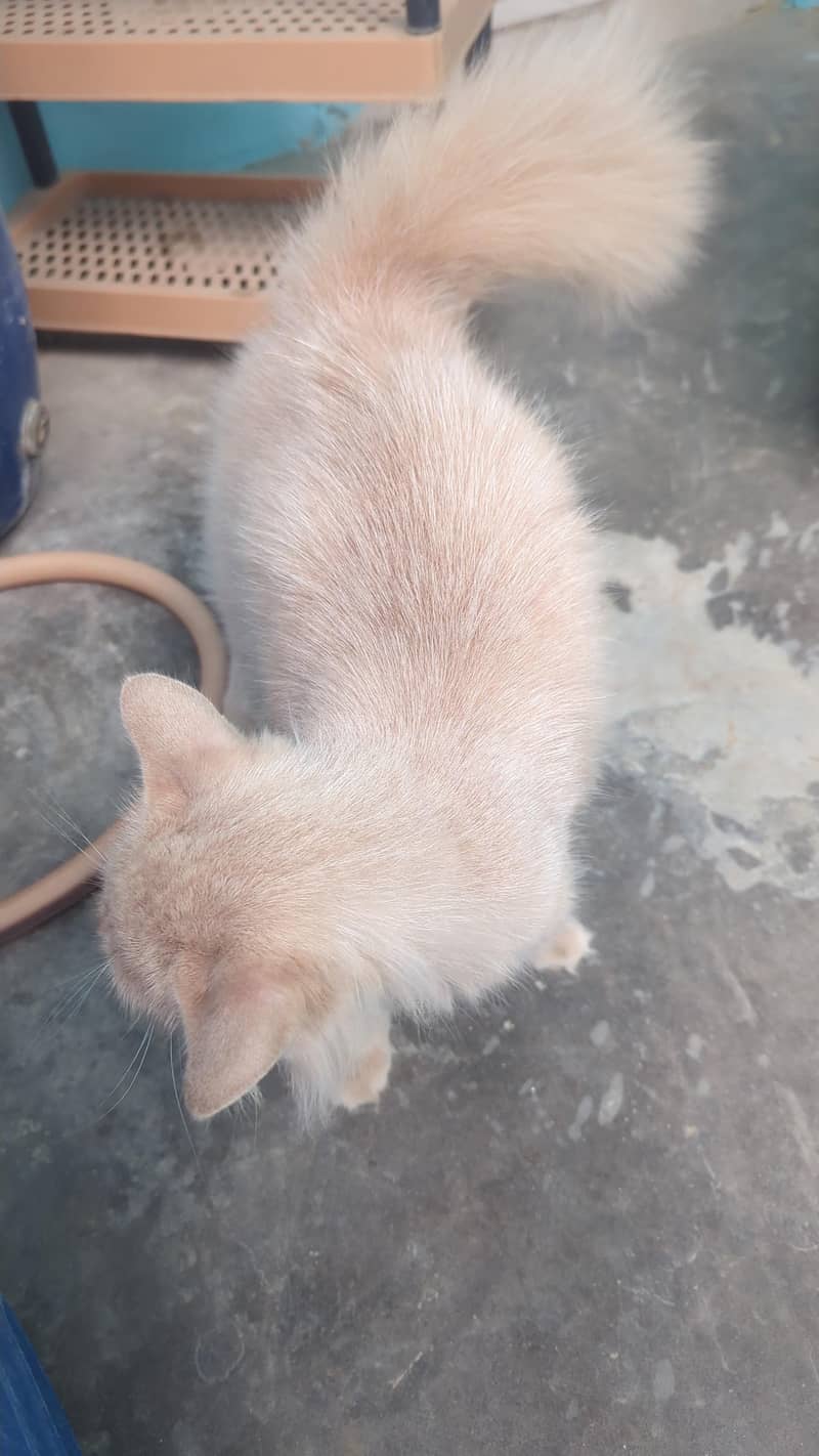 cat available 1