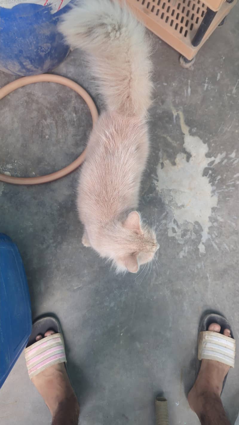 cat available 2