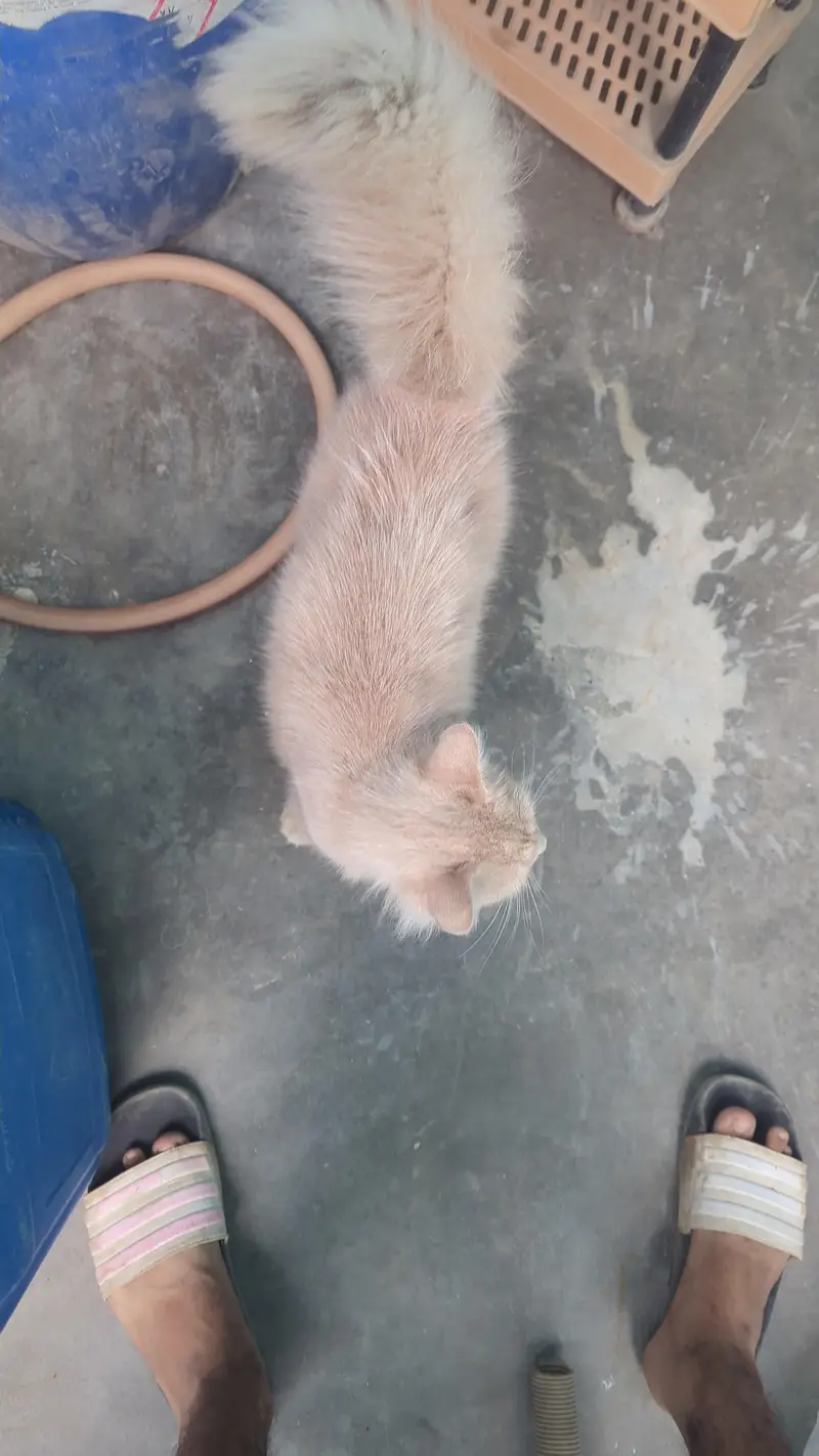 cat available — photo 3