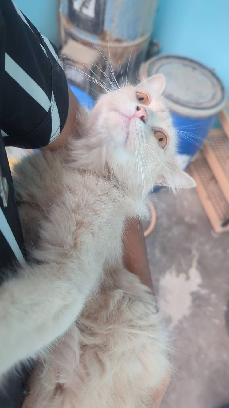 cat available 3