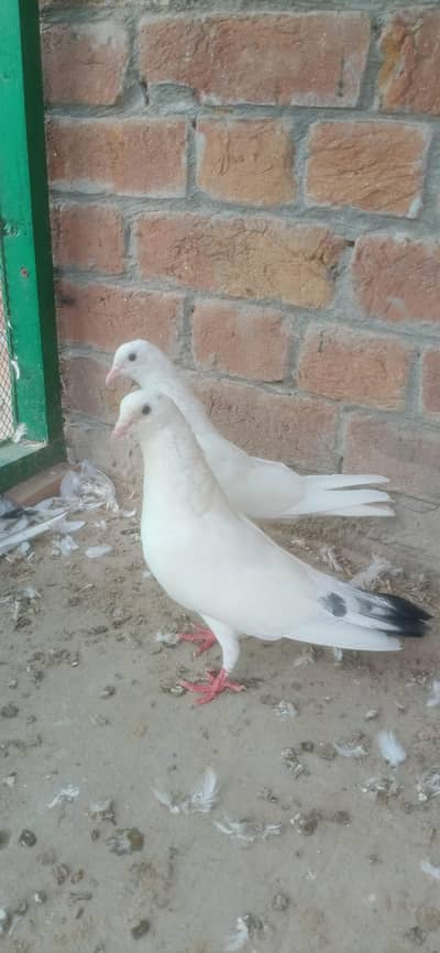 breadr patti walay granted pair