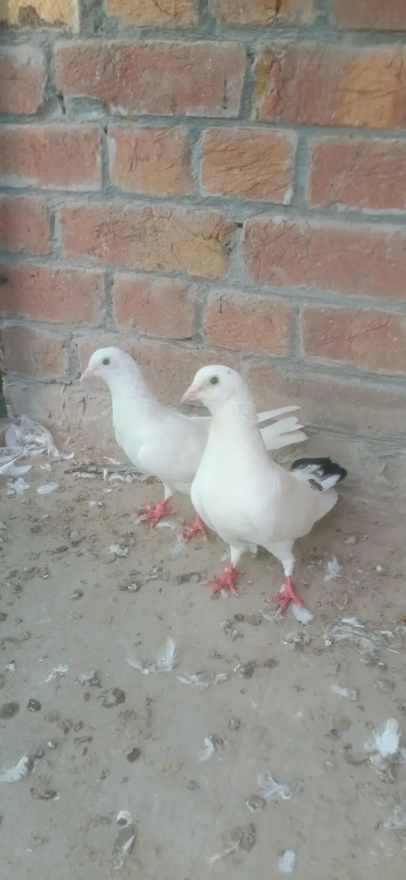 breadr patti walay granted pair — photo 2