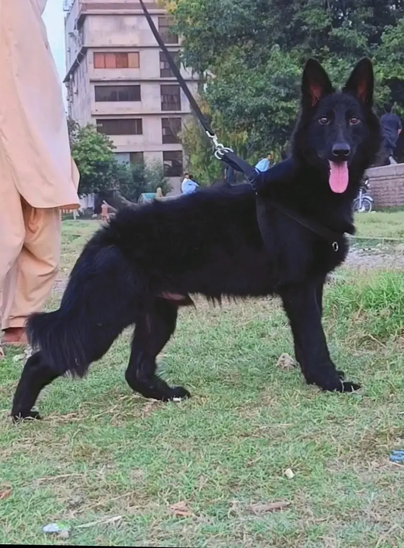 black German Shepherd — photo 2