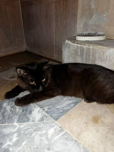 Pure Persian Kitten - Urgent Sale - Fixed Price