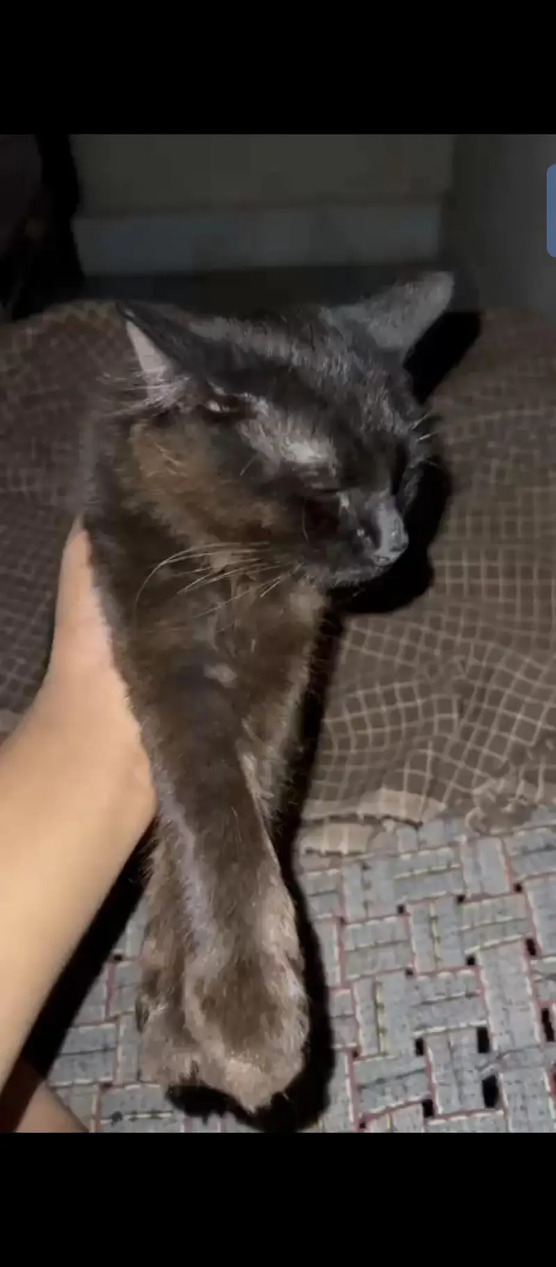 Pure Persian Kitten - Urgent Sale - Fixed Price — photo 2