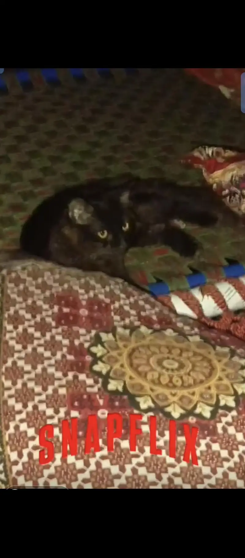 Pure Persian Kitten - Urgent Sale - Fixed Price — photo 3