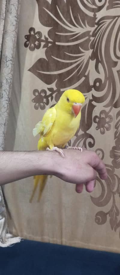 talking parrot for sale