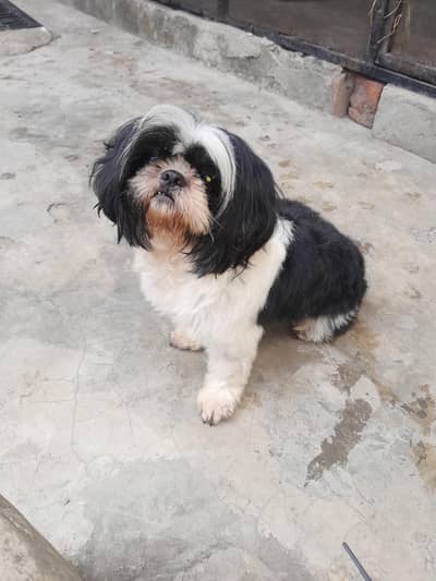 shitzo puppy