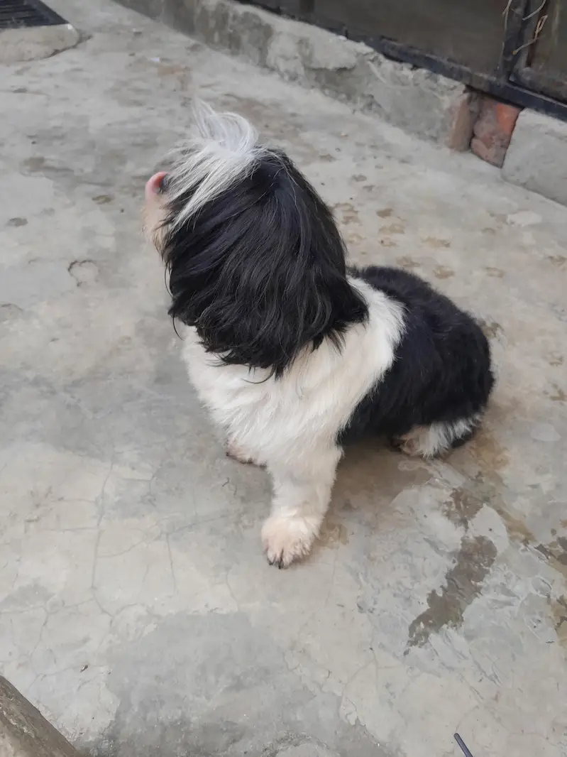shitzo puppy — photo 2
