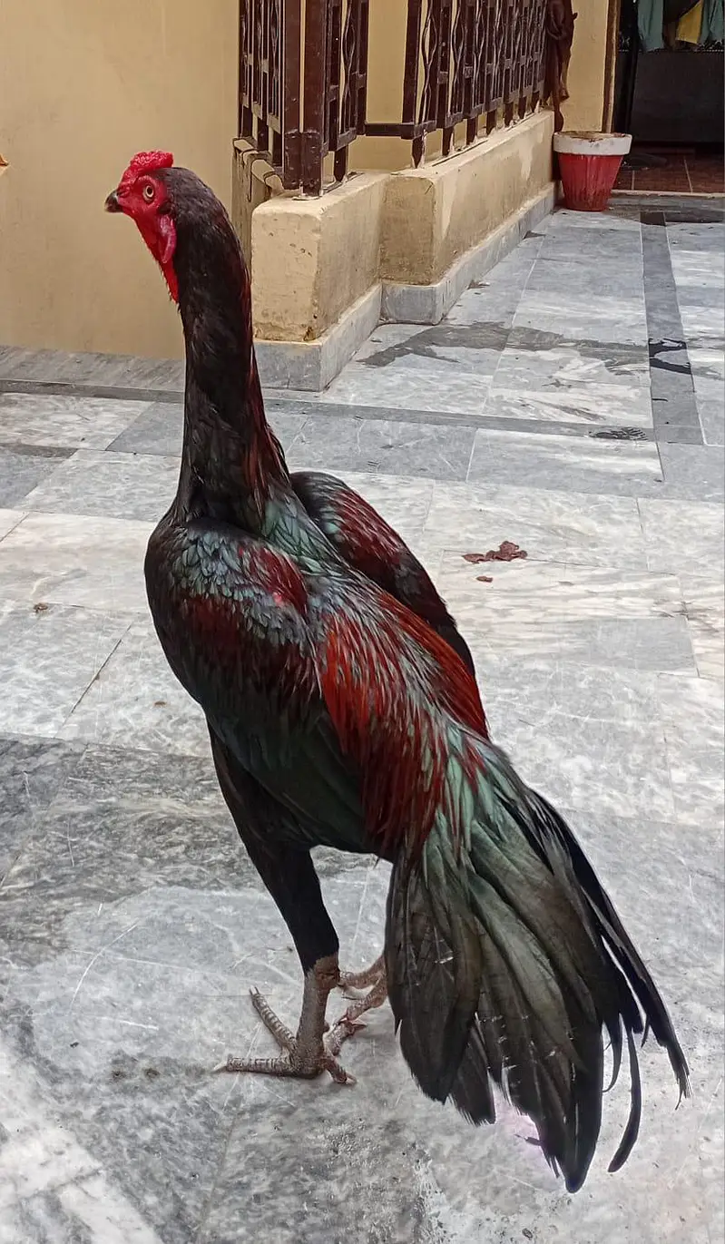 aseel murga mianwali — photo 2