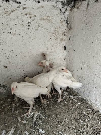 Paper White Female white Noke Nalli per piece 3000