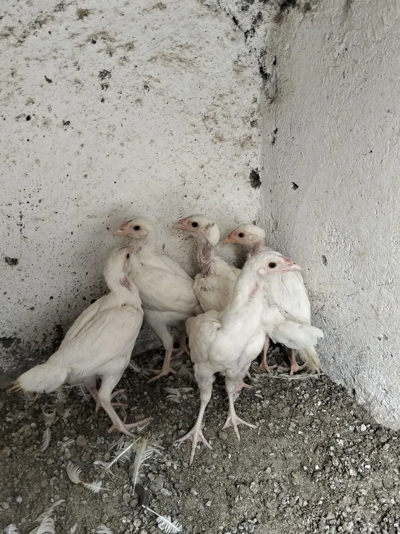 Paper White Female white Noke Nalli per piece 3000 — photo 2