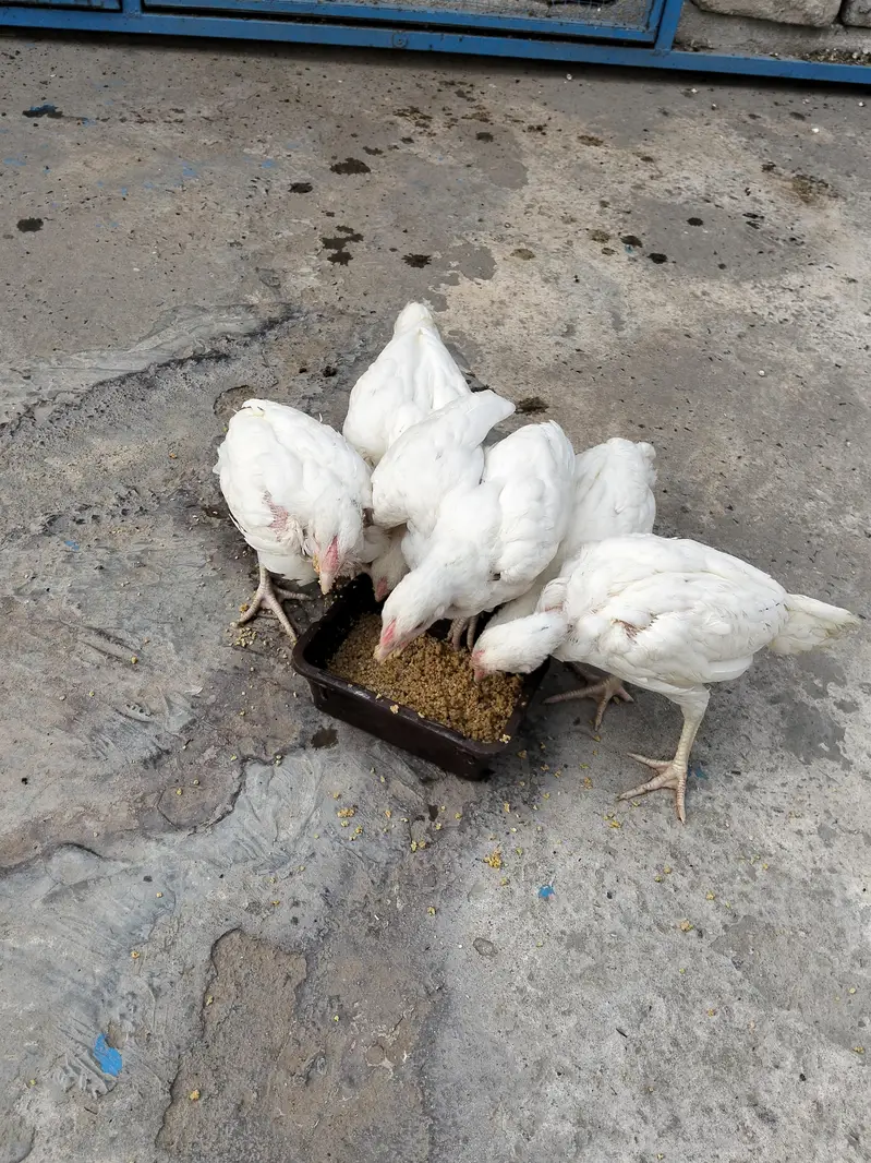 Paper White Female white Noke Nalli per piece 3000 — photo 3