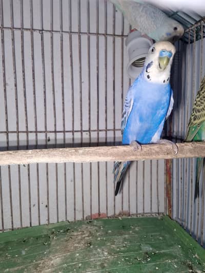 so beautiful pair white female or blue male all most so beautiful pair