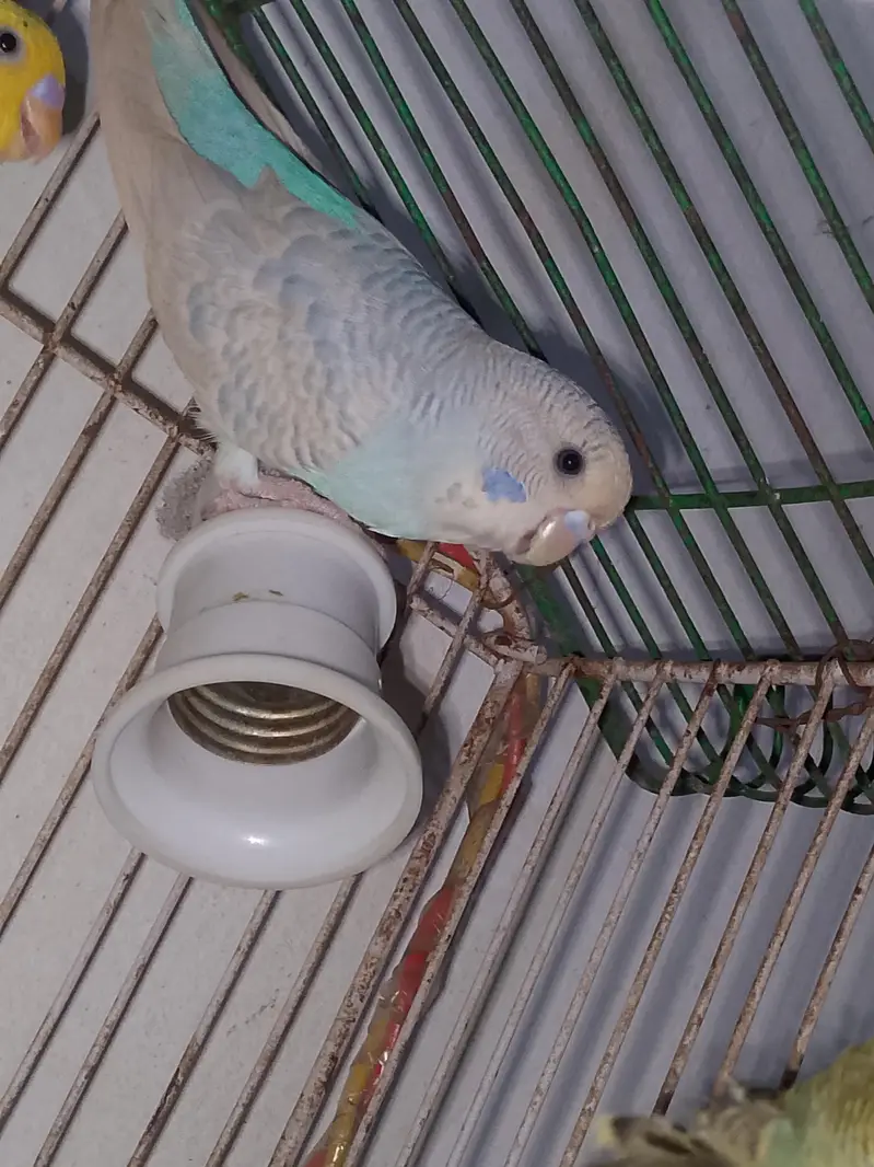 so beautiful pair white female or blue male all most so beautiful pair — photo 2