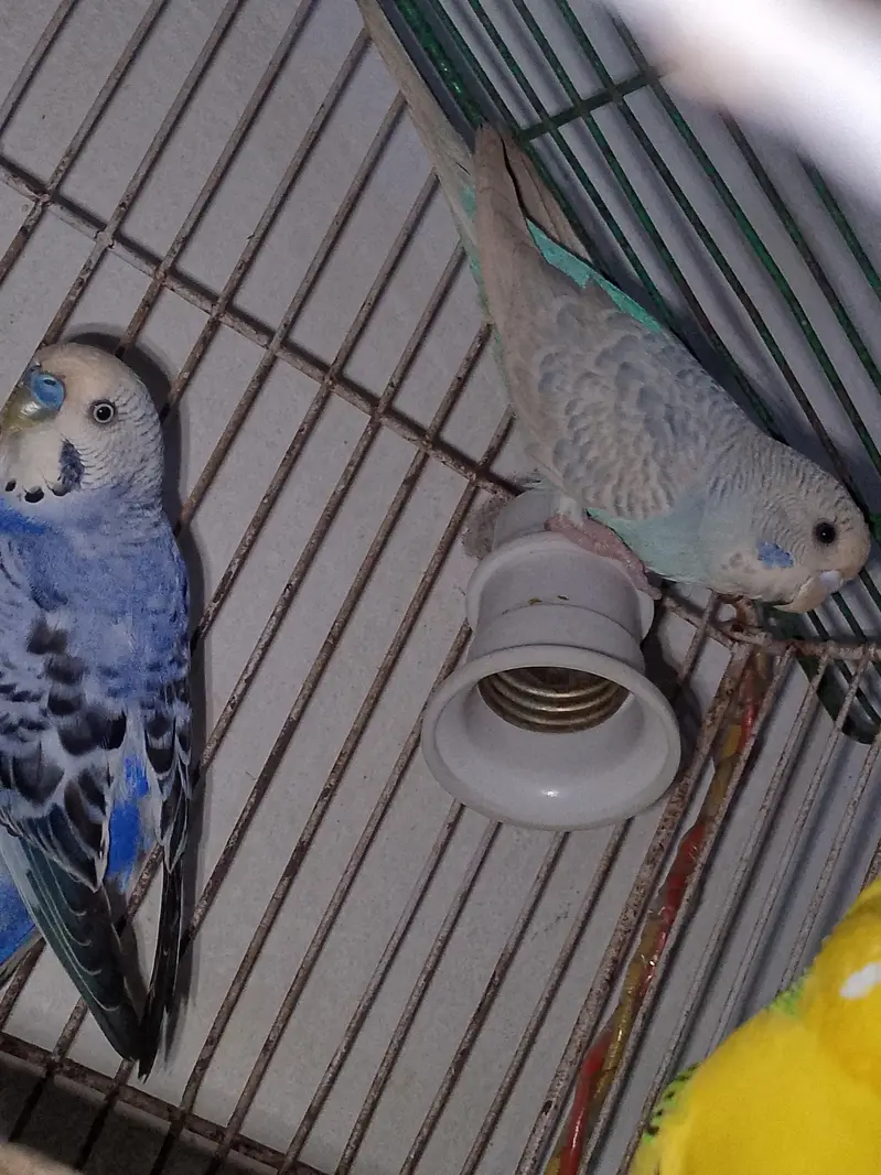 so beautiful pair white female or blue male all most so beautiful pair — photo 3
