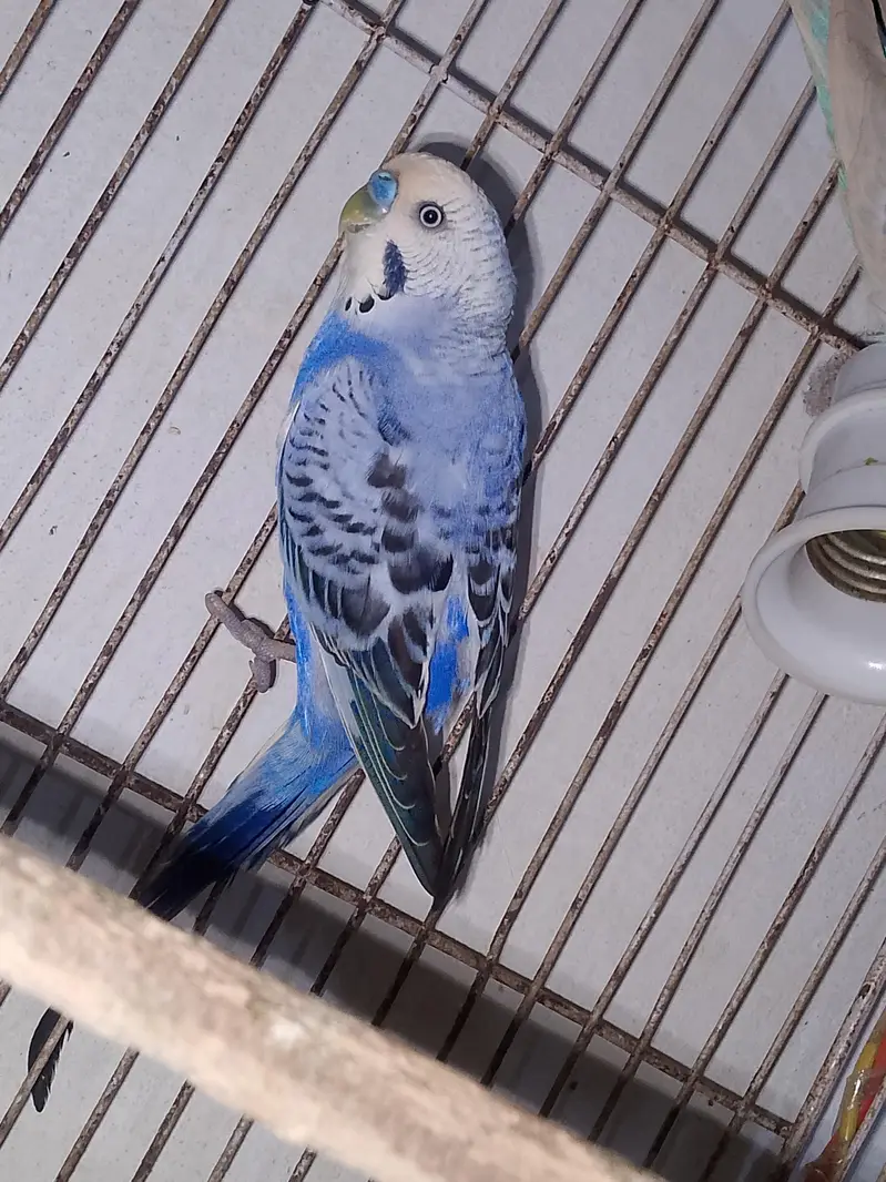 so beautiful pair white female or blue male all most so beautiful pair — photo 4