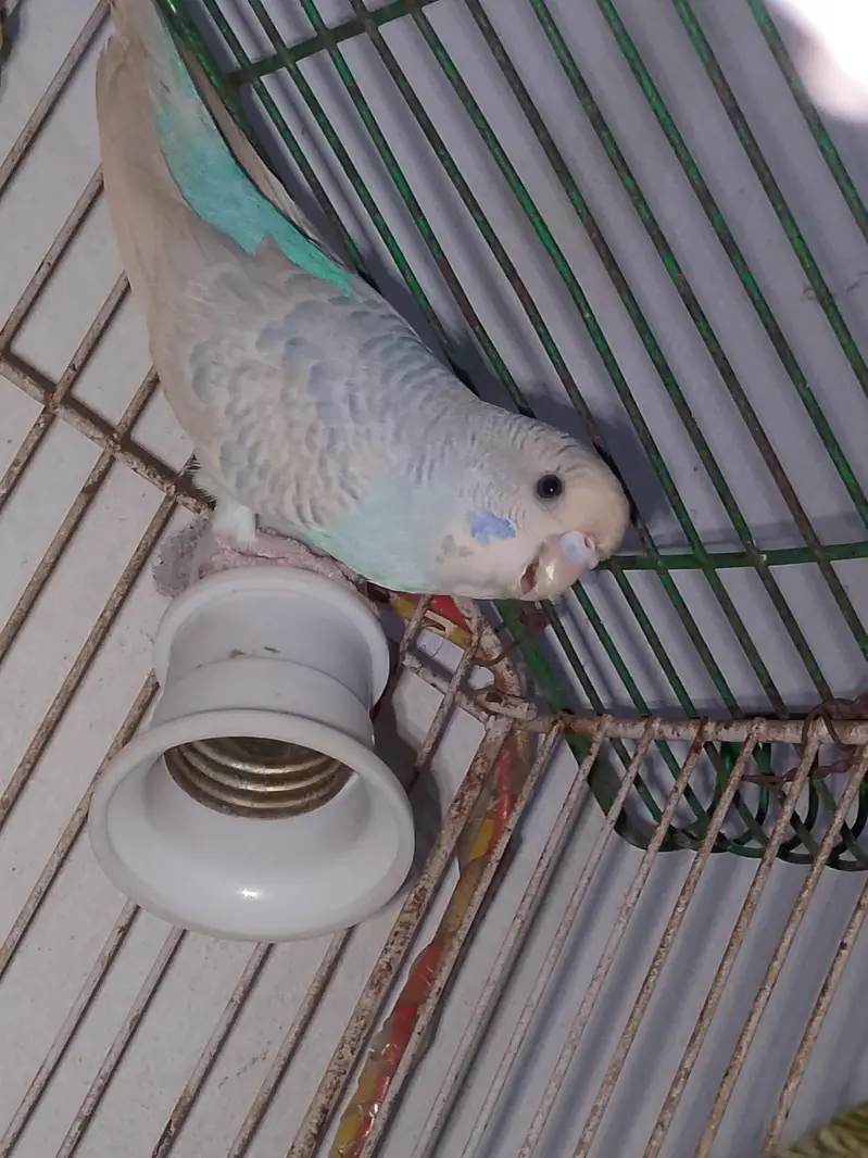 so beautiful pair white female or blue male all most so beautiful pair — photo 5