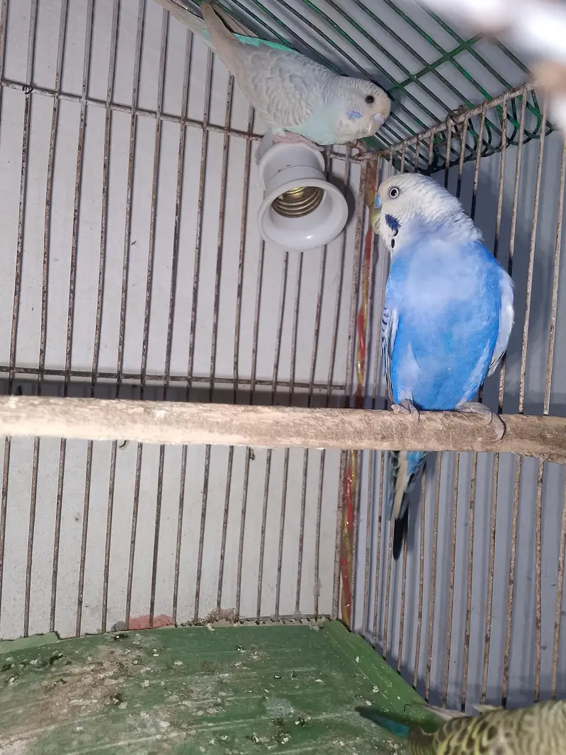 so beautiful pair white female or blue male all most so beautiful pair — photo 6