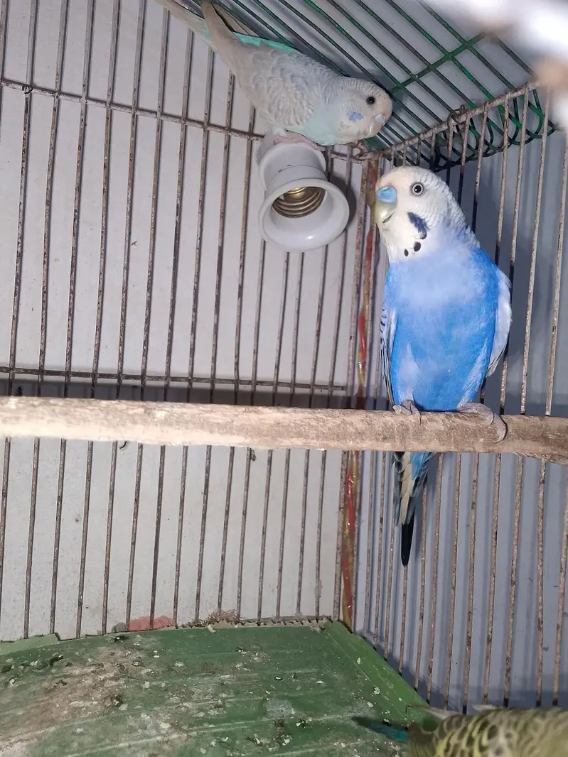 so beautiful pair white female or blue male all most so beautiful pair — photo 7