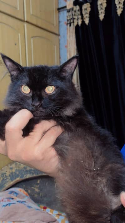 Double coat Persion BlaCk male cat baby attractive eyes