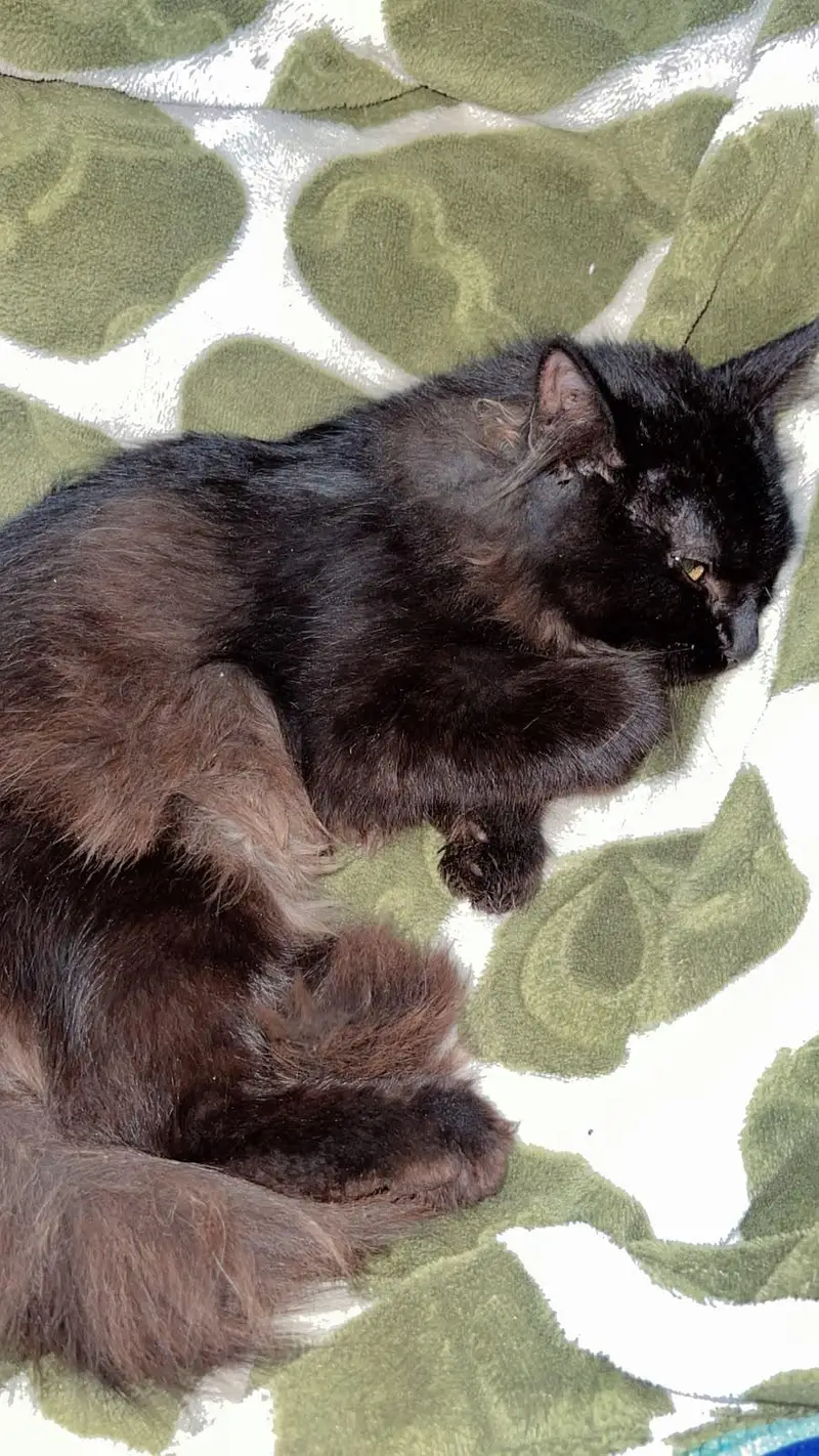 Double coat Persion BlaCk male cat baby attractive eyes — photo 2