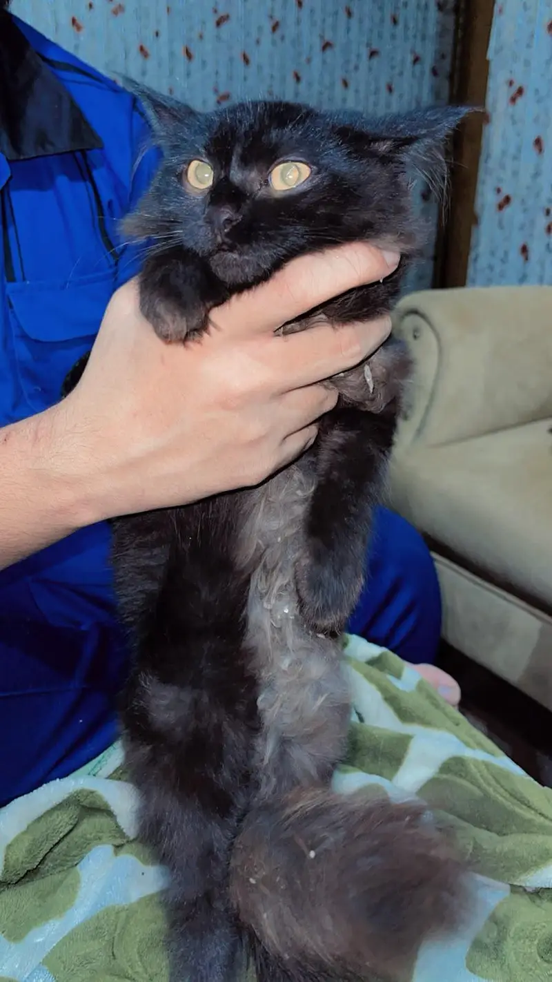 Double coat Persion BlaCk male cat baby attractive eyes — photo 3
