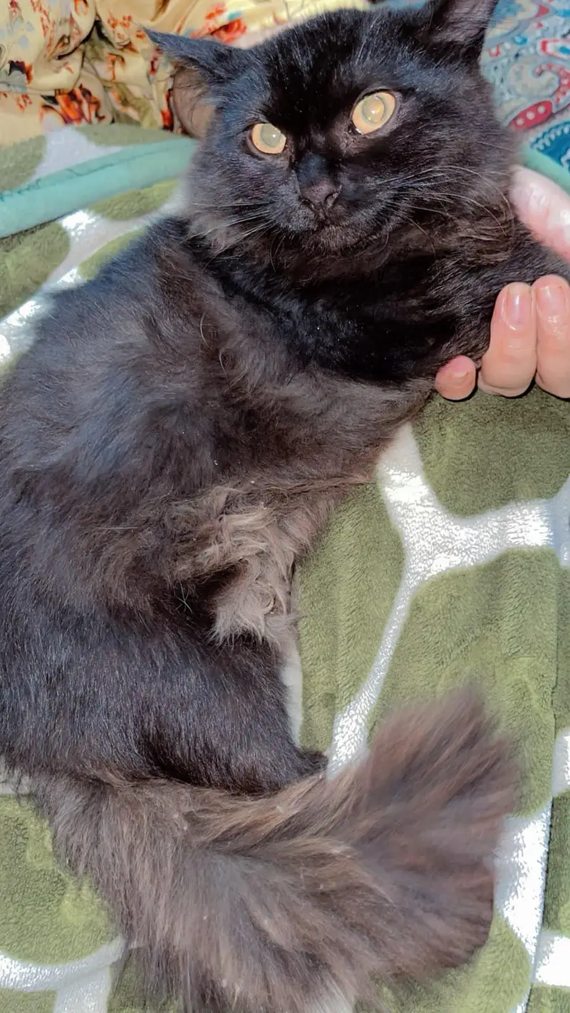 Double coat Persion BlaCk male cat baby attractive eyes — photo 4