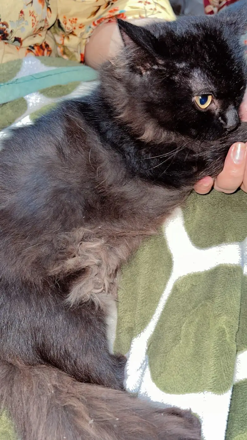 Double coat Persion BlaCk male cat baby attractive eyes — photo 5