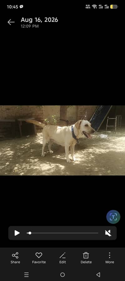 Dog for sale