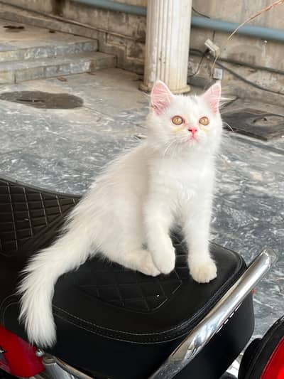 Persian kitten Male
