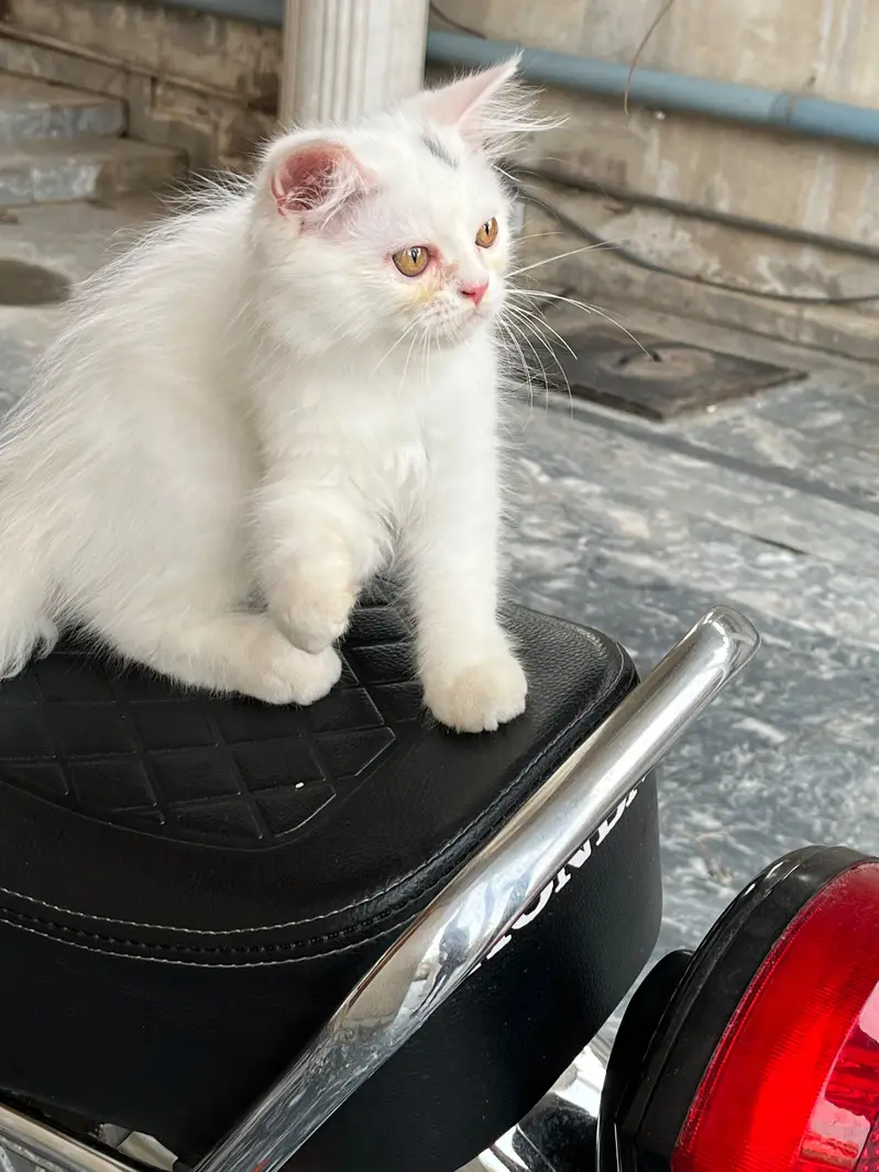 Persian kitten Male — photo 2
