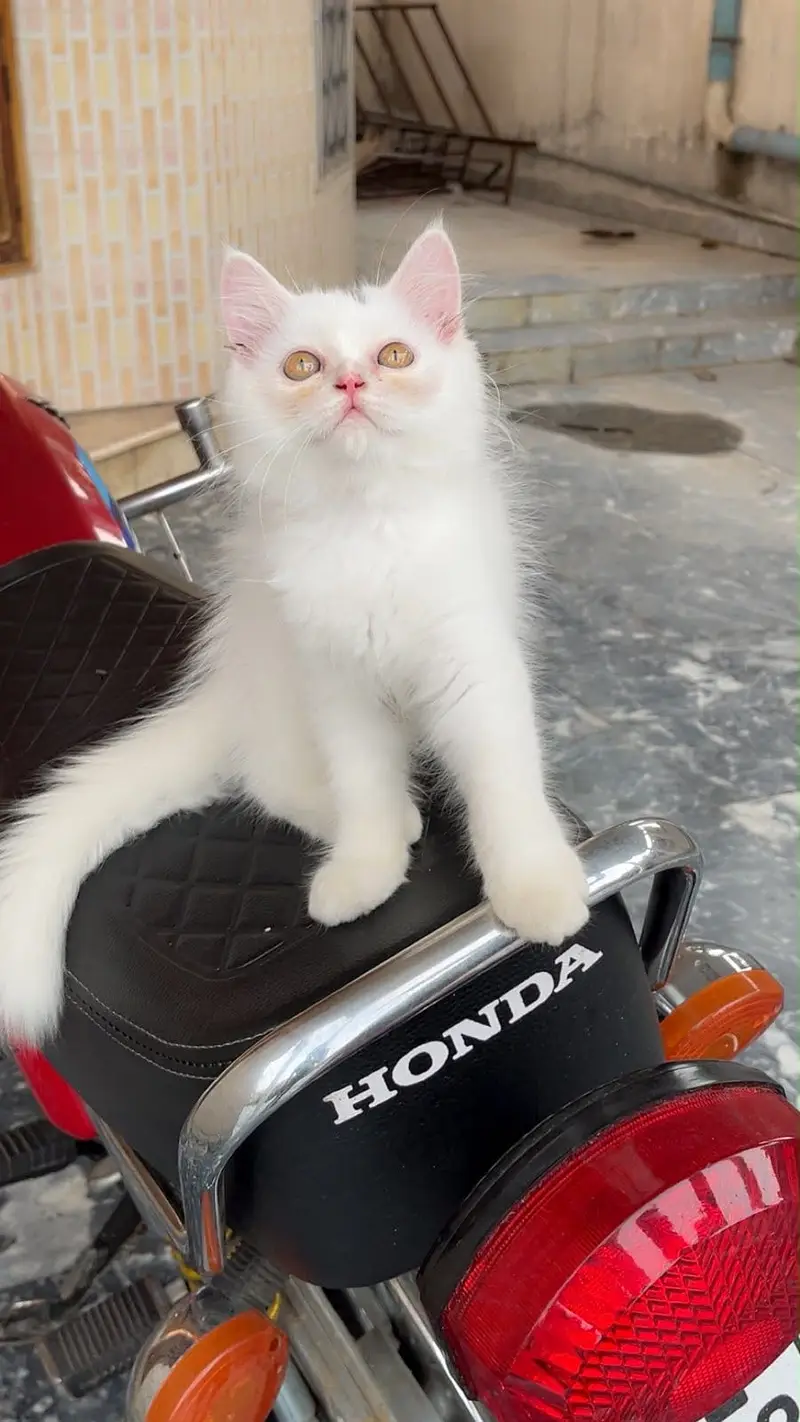 Persian kitten Male — photo 3