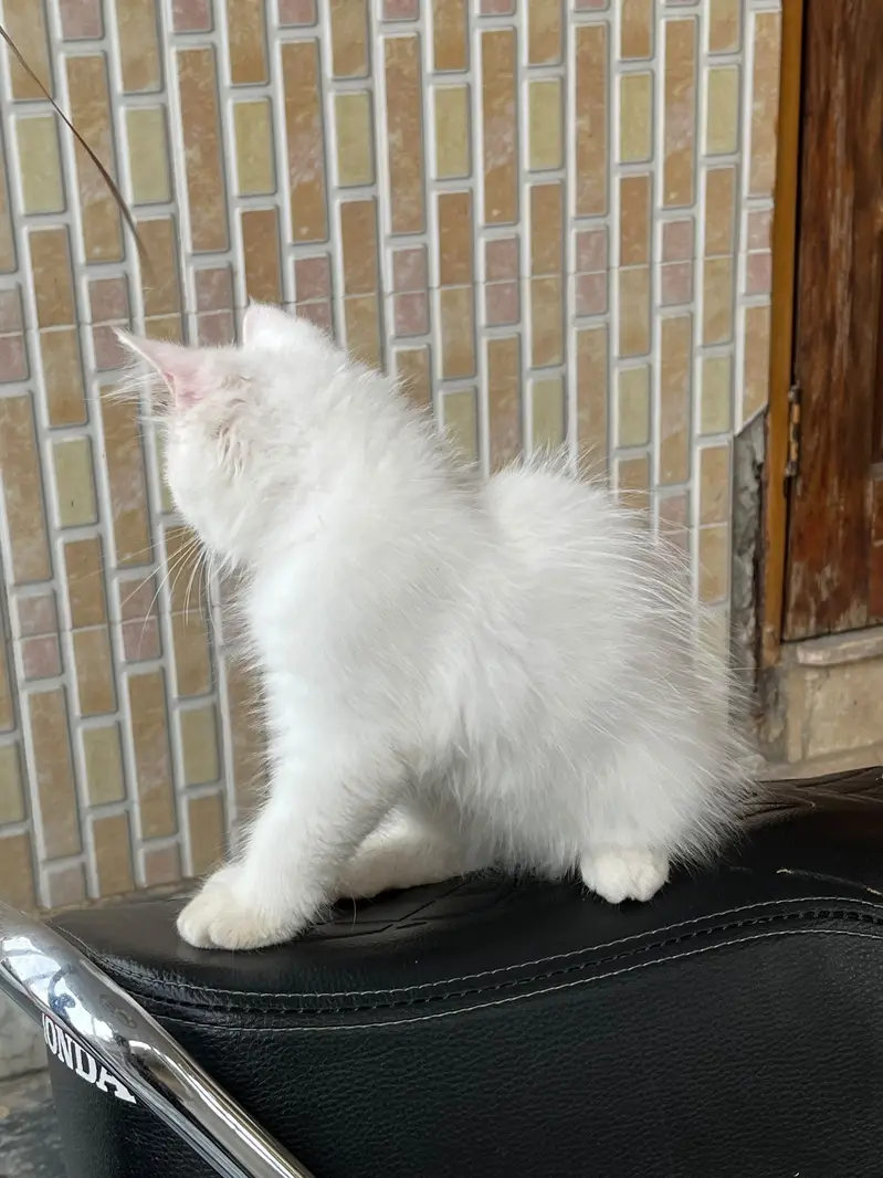 Persian kitten Male — photo 4