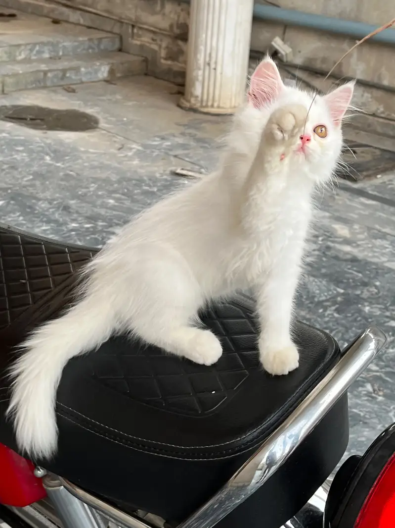 Persian kitten Male — photo 5