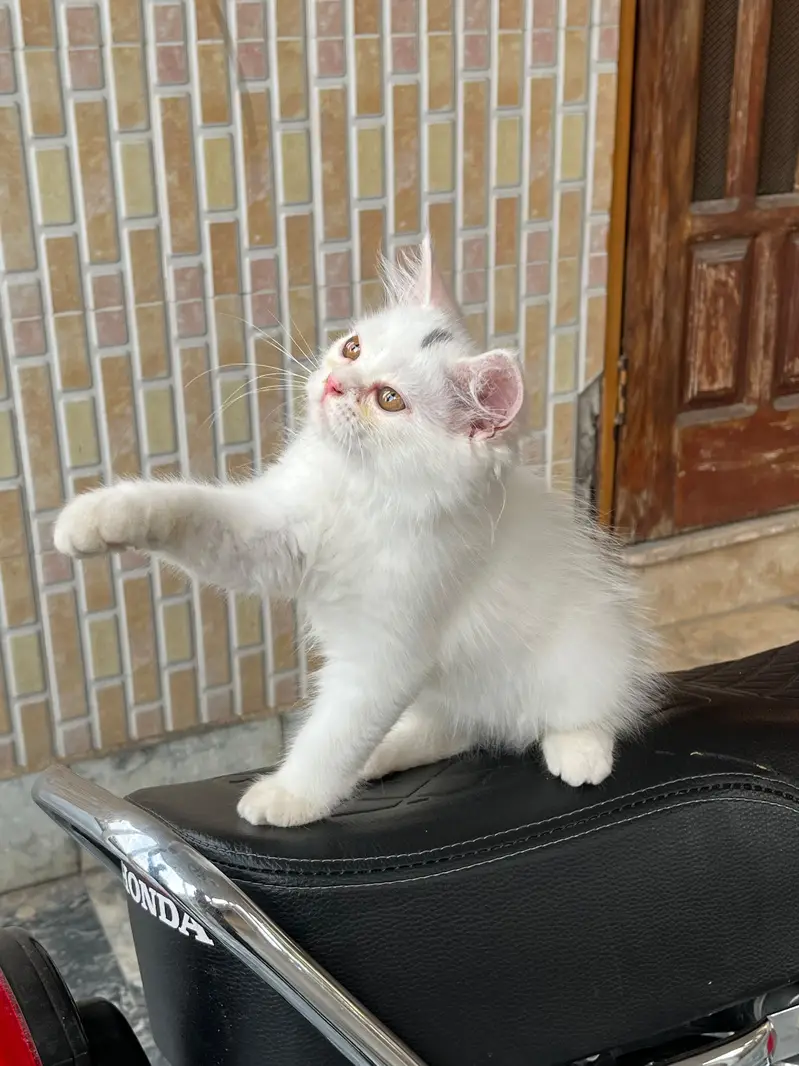 Persian kitten Male — photo 6