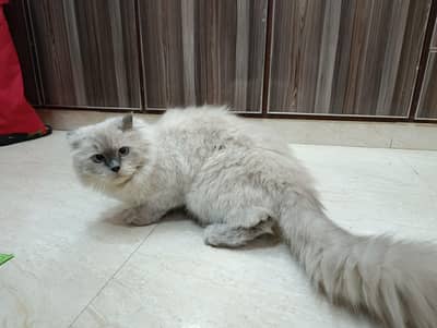 oreo himaliyan