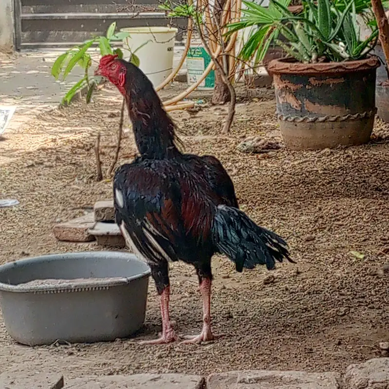lakha murga sale ho gya hai ap new murga hai — photo 2