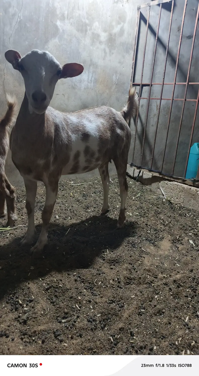 Teddy bakri Goat 2 dant fresh — photo 3