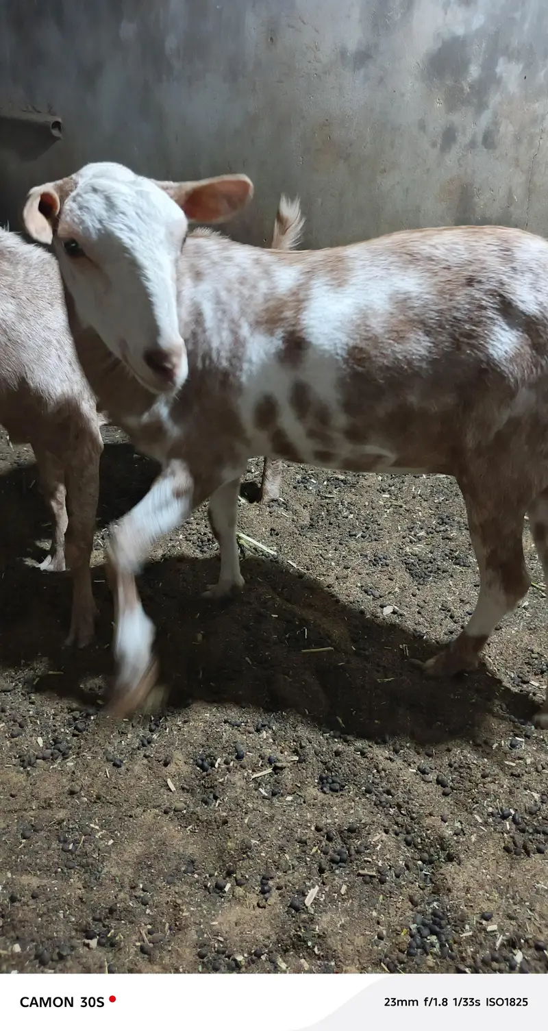 Teddy bakri Goat 2 dant fresh — photo 4