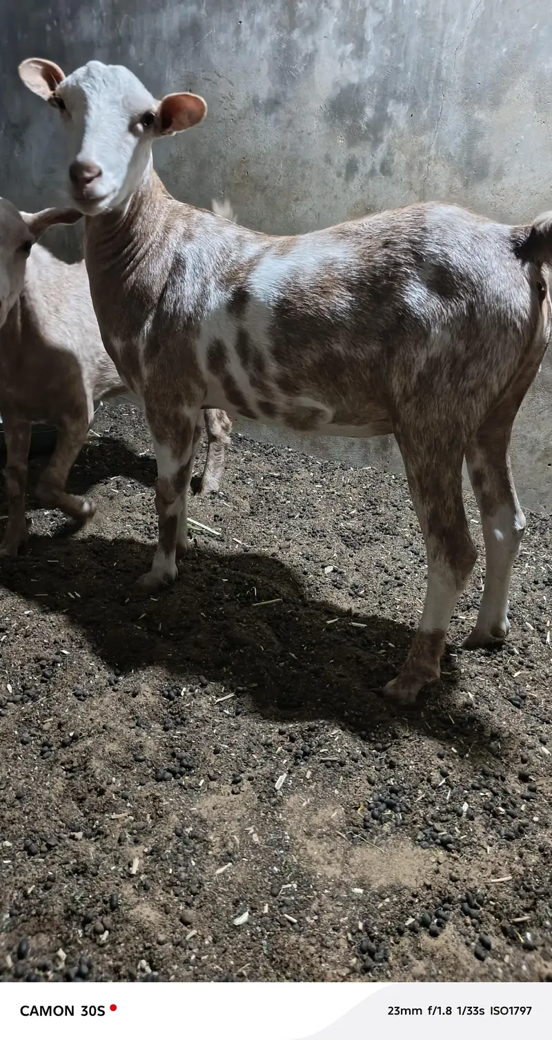 Teddy bakri Goat 2 dant fresh — photo 2