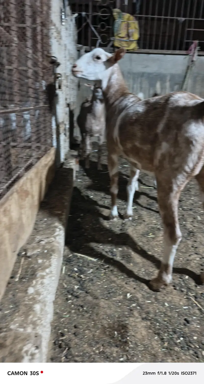 Teddy bakri Goat 2 dant fresh — photo 5