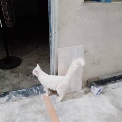persion cat
