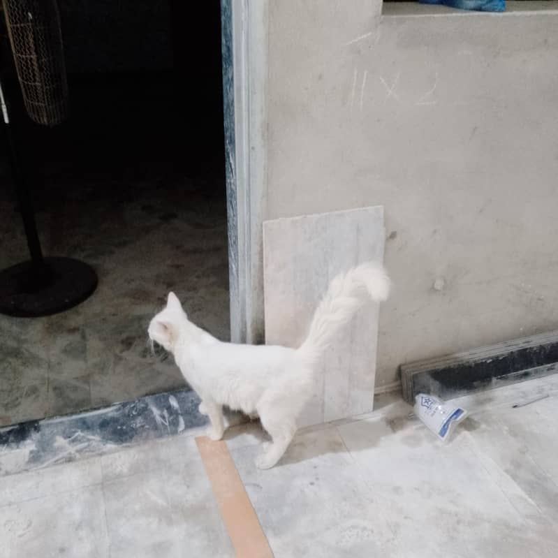 persion cat 0